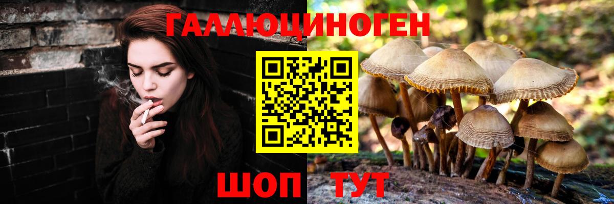 Городец  Псилоцибиновые грибы Psilocybe  Вход с VPN 
